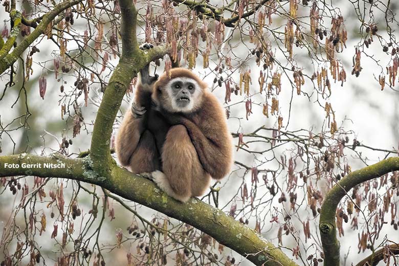 Weißhandgibbon Männchen JUNIOR am 6. Februar 2020 auf der Außenanlage im Großen Teich im Zoologischen Garten Wuppertal (Foto Gerrit Nitsch)