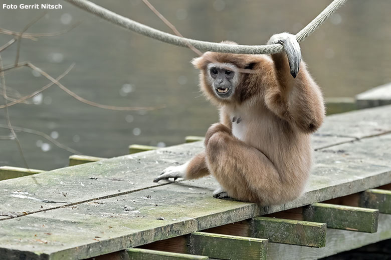 Weißhandgibbon Weibchen FILOMENA am 6. Februar 2020 auf der Außenanlage im Großen Teich im Wuppertaler Zoo (Foto Gerrit Nitsch)