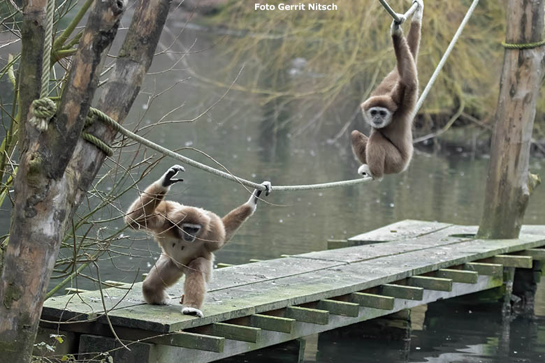 Weißhandgibbon Weibchen FILOMENA und Weißhandgibbon Männchen JUNIOR am 6. Februar 2020 auf der Außenanlage im Großen Teich im Zoo Wuppertal (Foto Gerrit Nitsch)