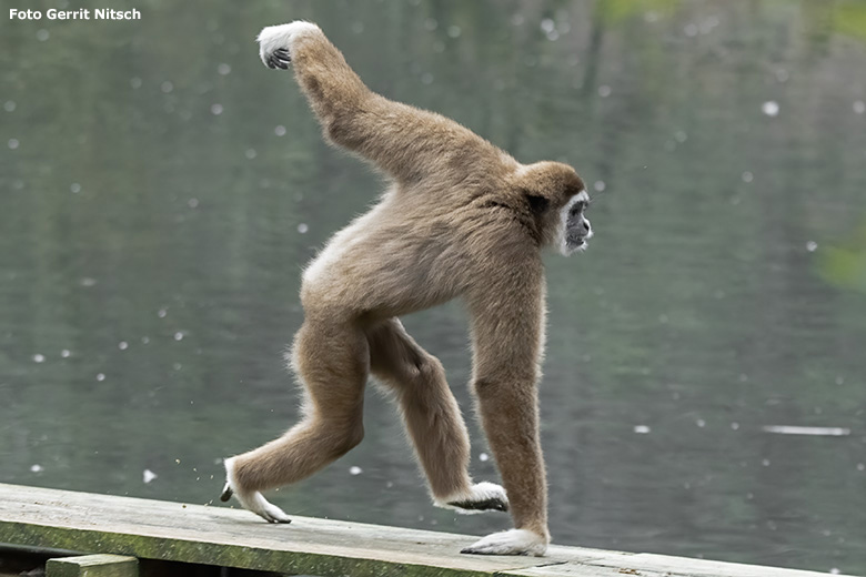 Weißhandgibbon Weibchen FILOMENA am 6. Februar 2020 auf der Außenanlage im Großen Teich im Zoologischen Garten der Stadt Wuppertal (Foto Gerrit Nitsch)