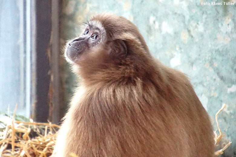 Weißhandgibbon-Weibchen FILOMENA am 1. März 2020 im Gibbon-Haus am Großen Teich im Grünen Zoo Wuppertal (Foto Klaus Tüller)