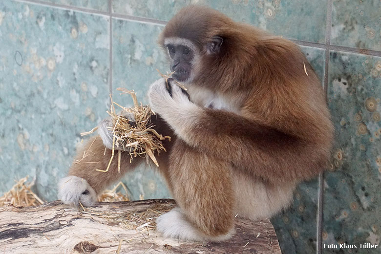 Weißhandgibbon-Weibchen FILOMENA am 1. März 2020 im Gibbon-Haus am Großen Teich im Zoologischen Garten Wuppertal (Foto Klaus Tüller)