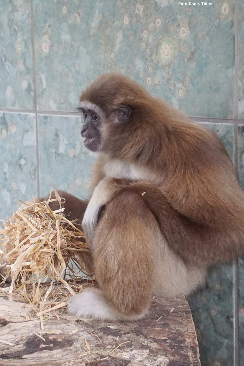 Weißhandgibbon-Weibchen FILOMENA am 1. März 2020 im Gibbon-Haus am Großen Teich im Wuppertaler Zoo (Foto Klaus Tüller)