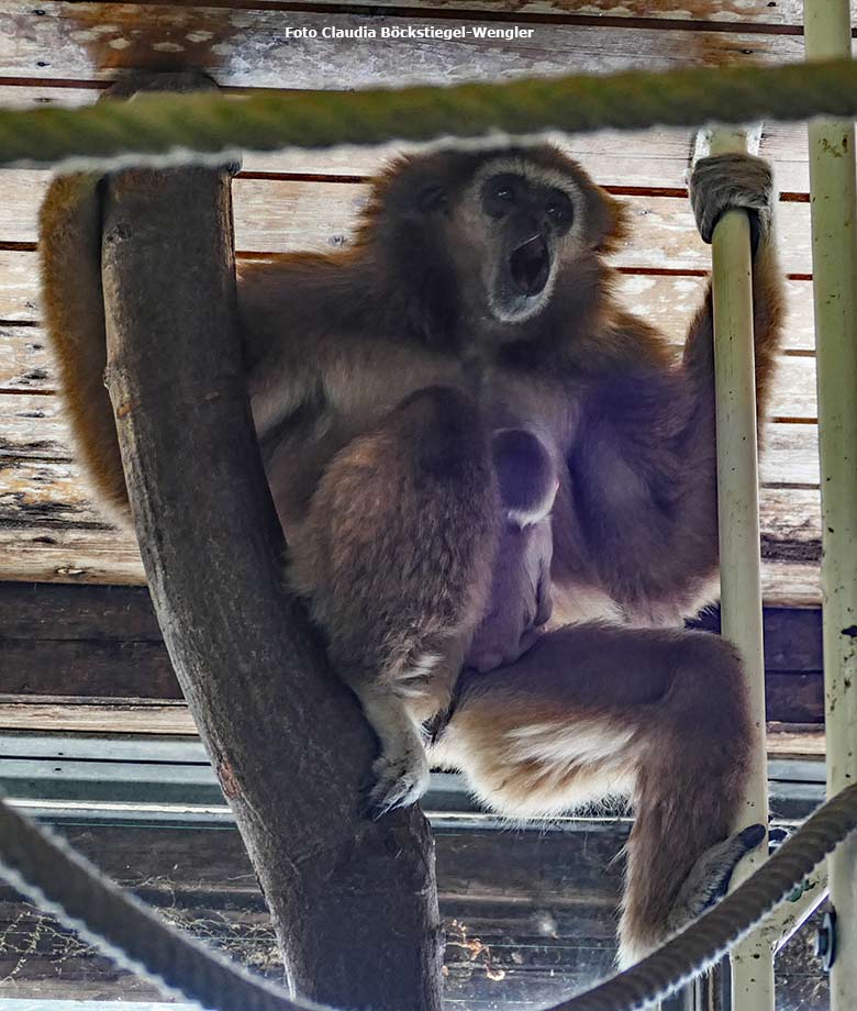 Weißhandgibbon-Weibchen FILOMENA mit Jungtier am 3. August 2020 im Gibbon-Haus am Großen-Teich im Wuppertaler Zoo (Foto Claudia Böckstiegel-Wengler)