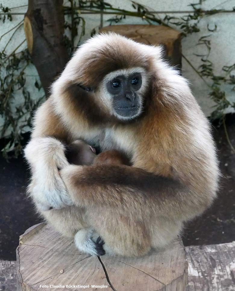 Weißhandgibbon-Weibchen FILOMENA mit Jungtier am 3. August 2020 im Gibbon-Haus am Großen-Teich im Zoologischen Garten Wuppertal (Foto Claudia Böckstiegel-Wengler)