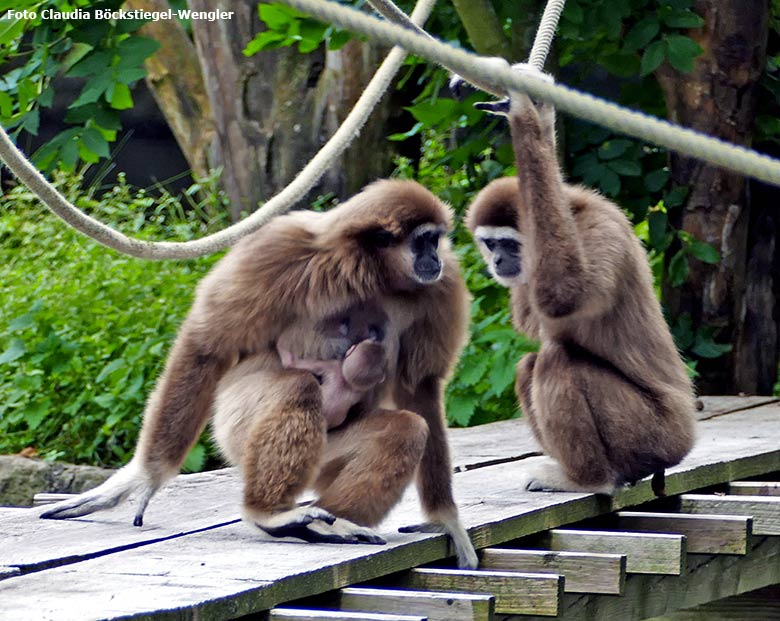 Weißhandgibbon-Weibchen FILOMENA mit Jungtier und Weißhandgibbon-Männchen JUNIOR am 3. August 2020 auf der Außenanlage am Gibbon-Haus am Großen-Teich im Zoo Wuppertal (Foto Claudia Böckstiegel-Wengler)