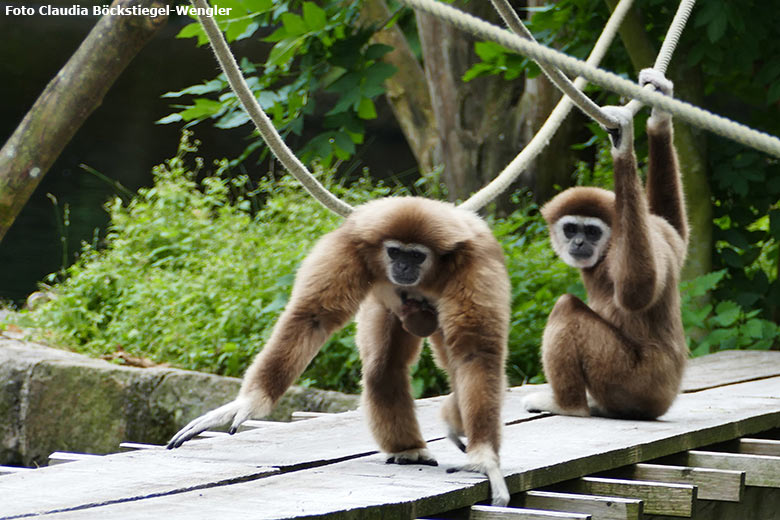 Weißhandgibbon-Weibchen FILOMENA mit Jungtier und Weißhandgibbon-Männchen JUNIOR am 3. August 2020 auf der Außenanlage am Gibbon-Haus am Großen-Teich im Grünen Zoo Wuppertal (Foto Claudia Böckstiegel-Wengler)