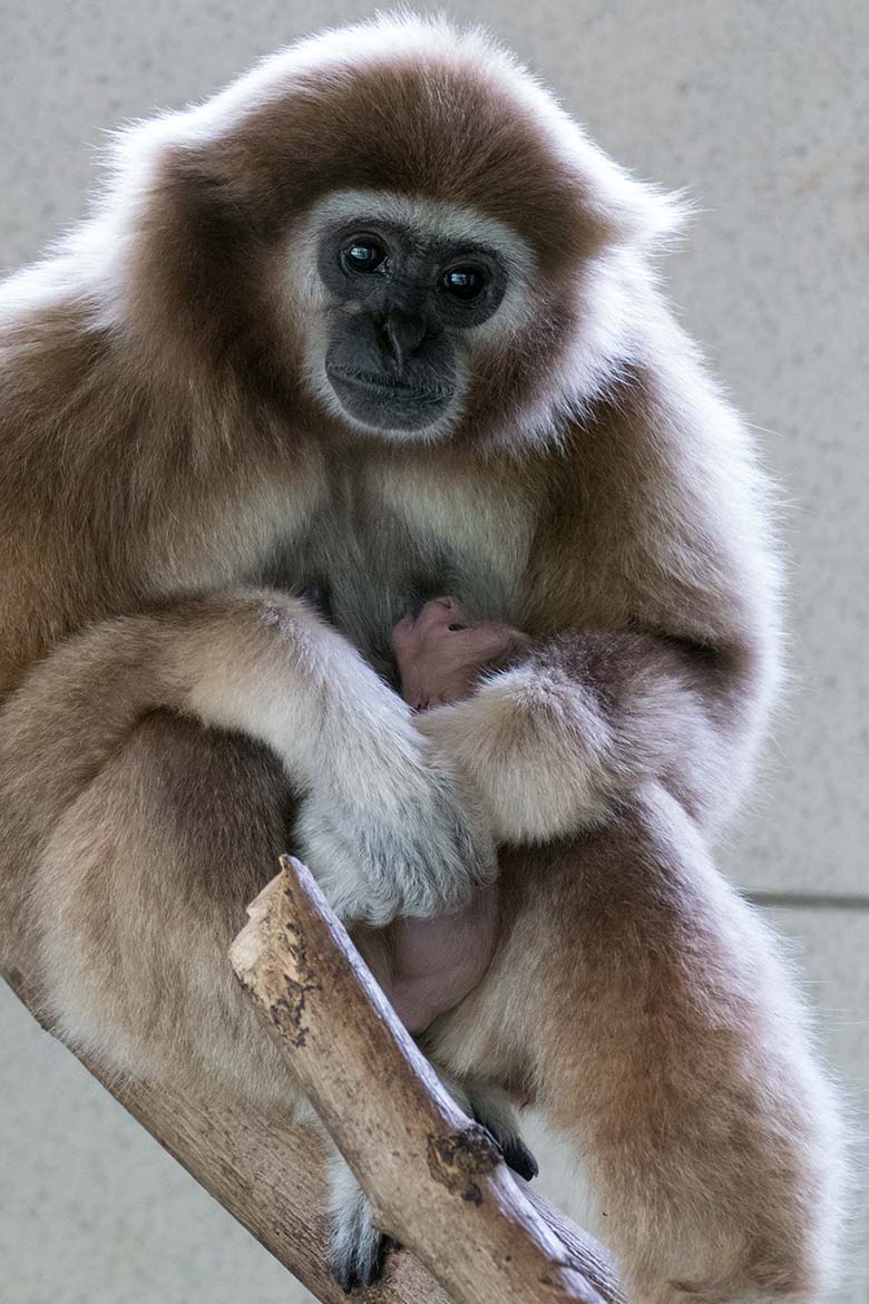 Weißhandgibbon-Weibchen FILOMENA mit Jungtier am 3. August 2020 im Gibbon-Haus im Grünen Zoo Wuppertal