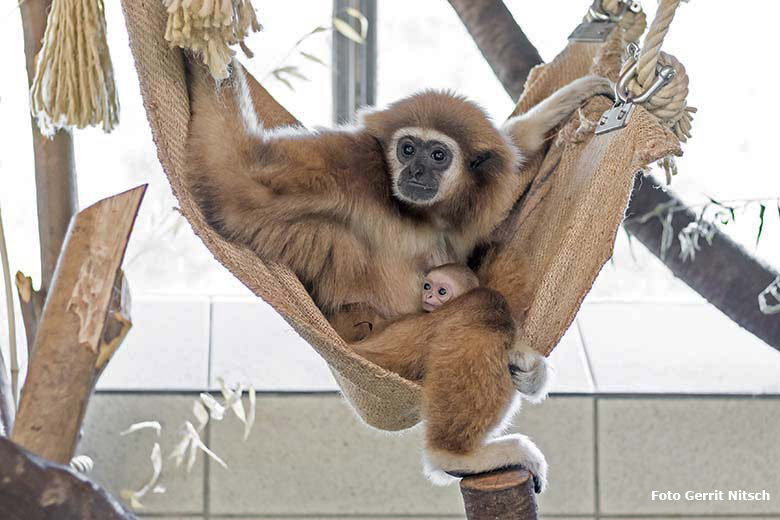 Weißhandgibbon-Mutter FILOMENA mit dem noch namenlosen männlichen Jungtier am 8. August 2020 in einer Hängematte im Gibbon-Haus am Großen Teich im Grünen Zoo Wuppertal (Foto Gerrit Nitsch)