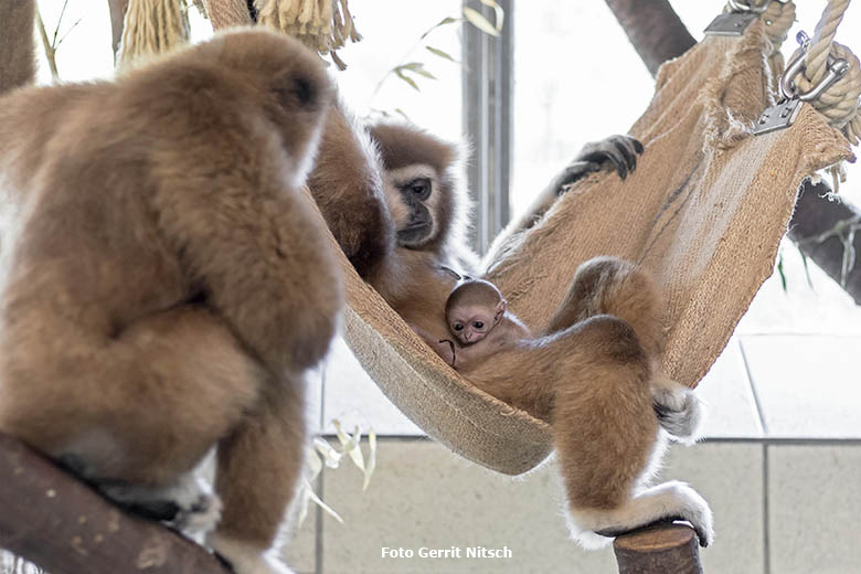 Weißhandgibbon-Vater JUNIOR schaute nach Mutter und Kind (Foto Gerrit Nitsch)