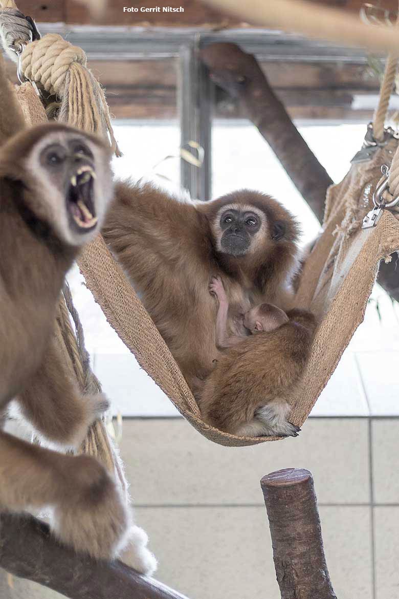 Vermutlich ein Ruf der Freude (Foto Gerrit Nitsch)