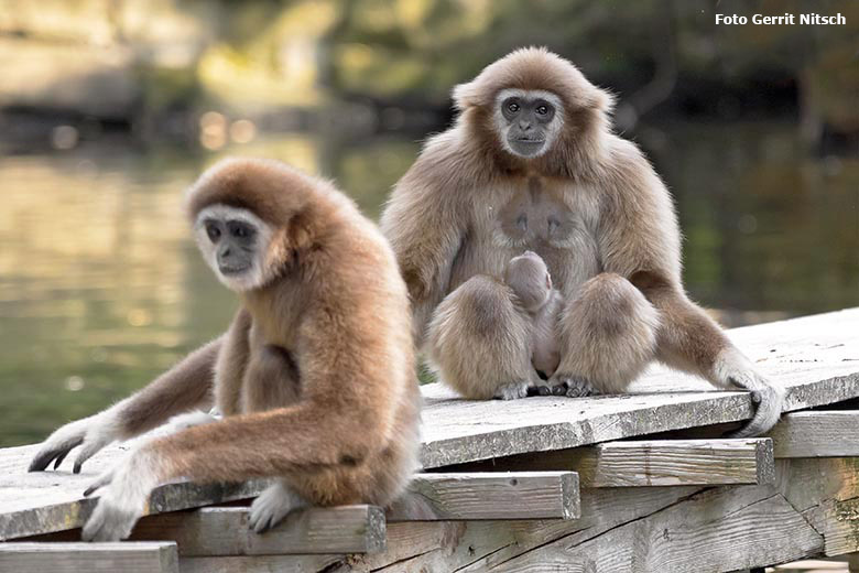 Weißhandgibbon-Familie am 8. August 2020 auf der Außenanlage am Gibbon-Haus im Wuppertaler Zoo (Foto Gerrit Nitsch)