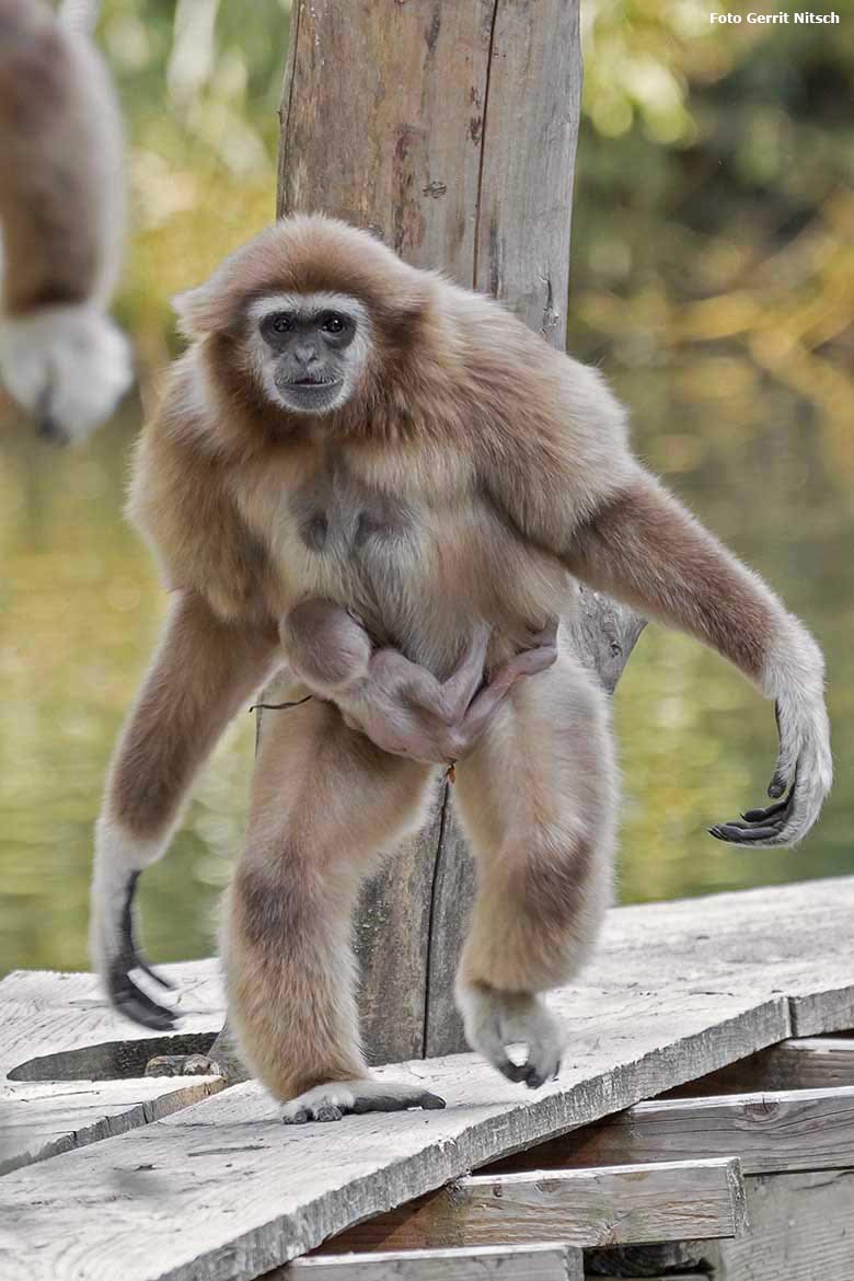 Weißhandgibbon-Mutter FILOMENA mit dem noch namenlosen männlichen Jungtier am 8. August 2020 auf einem Holzsteg der Außenanlage am Großen Teich im Grünen Zoo Wuppertal (Foto Gerrit Nitsch)