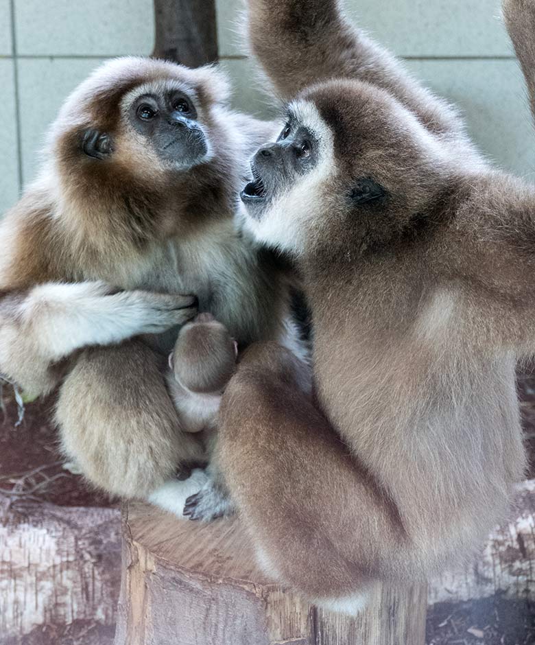 Weißhandgibbon-Weibchen FILOMENA mit Jungtier und Weißhandgibbon-Männchen JUNIOR am 11. August 2020 im Gibbon-Haus im Zoologischen Garten Wuppertal