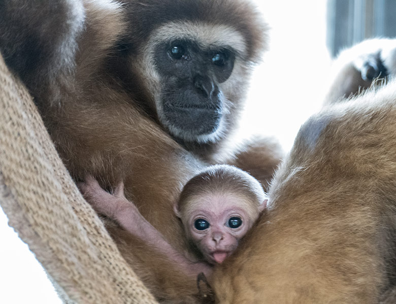 Weißhandgibbon-Weibchen FILOMENA mit Jungtier am 11. August 2020 im Gibbon-Haus im Zoo Wuppertal