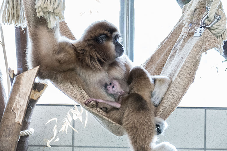 Weißhandgibbon-Weibchen FILOMENA mit Jungtier am 11. August 2020 im Gibbon-Haus im Wuppertaler Zoo