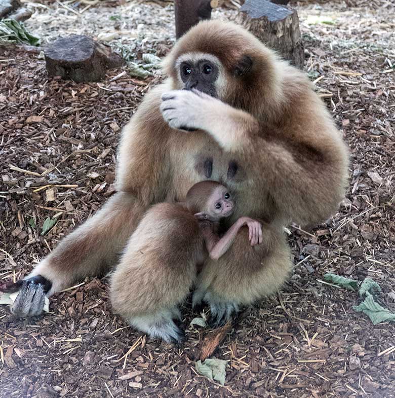 Weißhandgibbon-Weibchen FILOMENA mit Jungtier am 11. August 2020 im Gibbon-Haus im Zoologischen Garten der Stadt Wuppertal