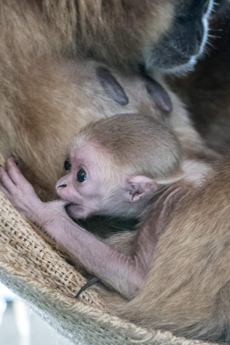 Weißhandgibbon-Weibchen FILOMENA mit Jungtier am 11. August 2020 im Gibbon-Haus im Wuppertaler Zoo