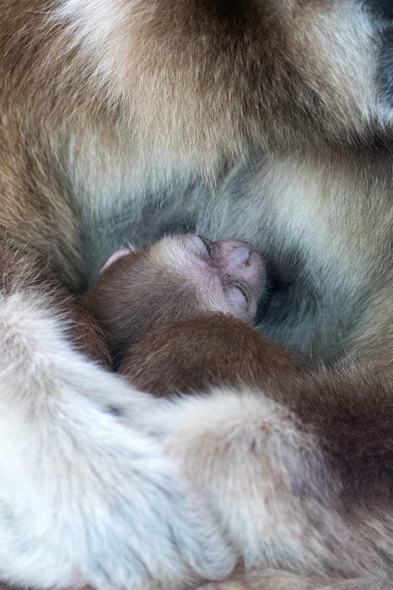 Weißhandgibbon-Weibchen FILOMENA mit Jungtier am 11. August 2020 im Gibbon-Haus im Grünen Zoo Wuppertal