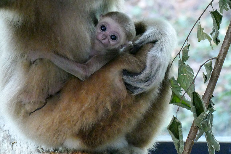 Weißhandgibbon-Weibchen FILOMENA mit Jungtier am 19. August 2020 im Gibbon-Haus am Großen Teich im Zoo Wuppertal