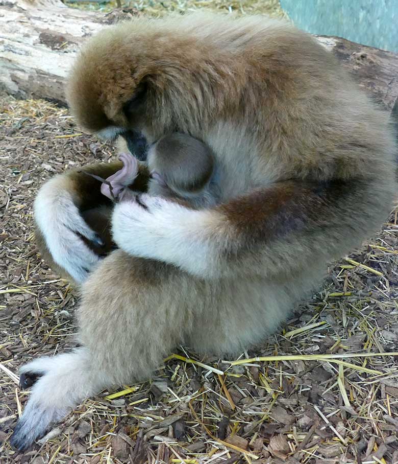 Weißhandgibbon-Weibchen FILOMENA mit Jungtier am 19. August 2020 im Gibbon-Haus am Großen Teich im Grünen Zoo Wuppertal