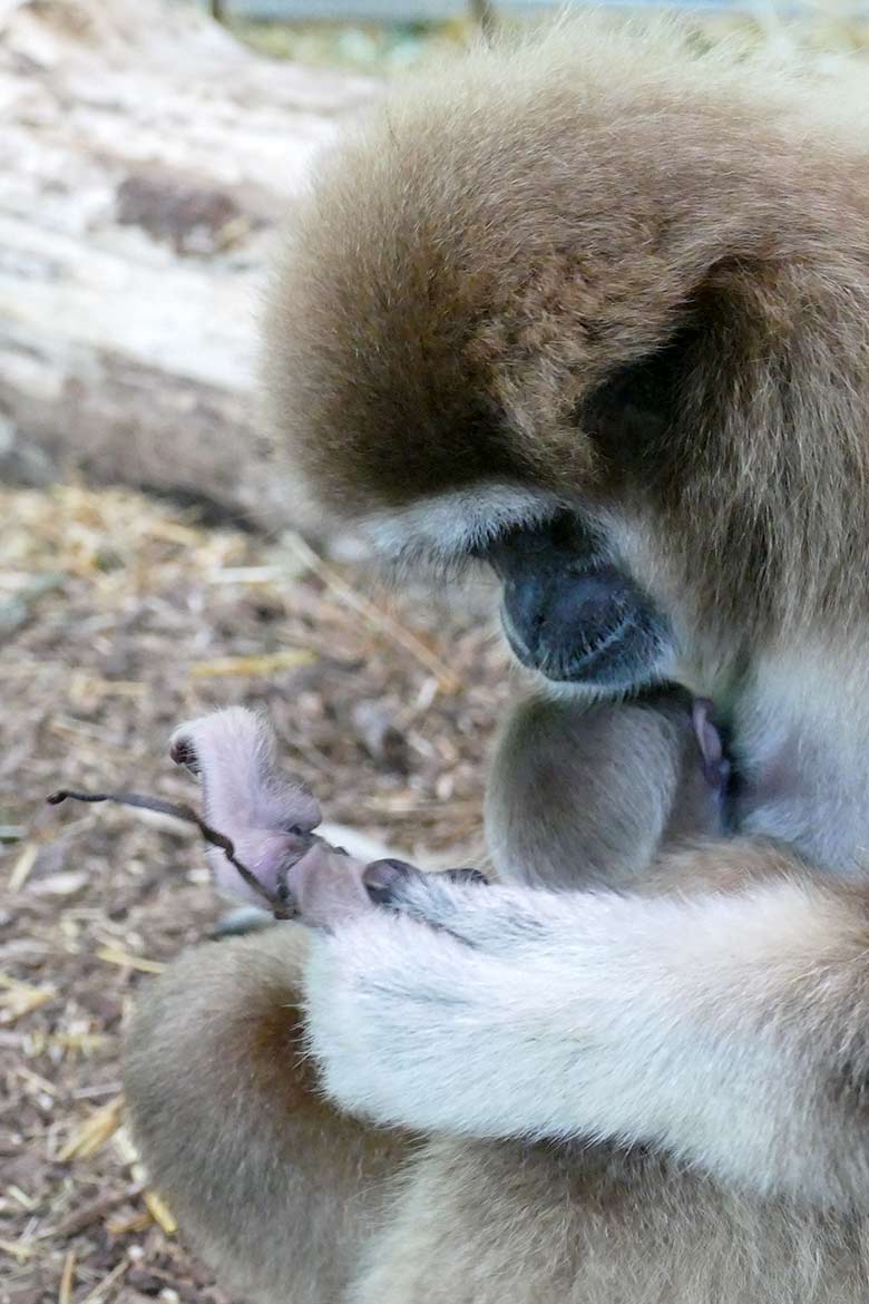 Weißhandgibbon-Weibchen FILOMENA mit Jungtier am 19. August 2020 im Gibbon-Haus am Großen Teich im Zoologischen Garten Wuppertal