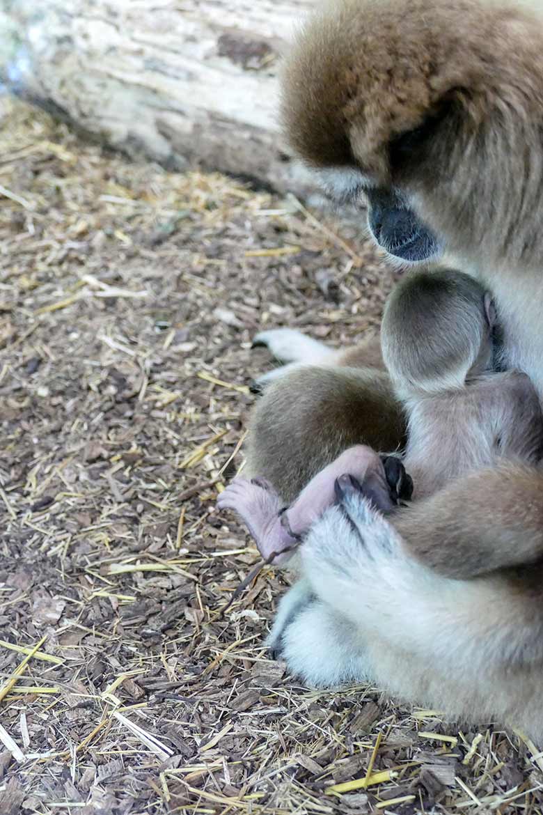 Weißhandgibbon-Weibchen FILOMENA mit Jungtier am 19. August 2020 im Gibbon-Haus am Großen Teich im Zoo Wuppertal