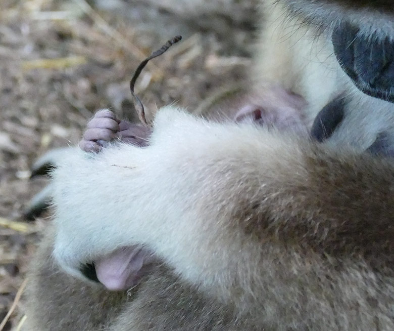 Weißhandgibbon-Weibchen FILOMENA mit Jungtier am 19. August 2020 im Gibbon-Haus am Großen Teich im Wuppertaler Zoo