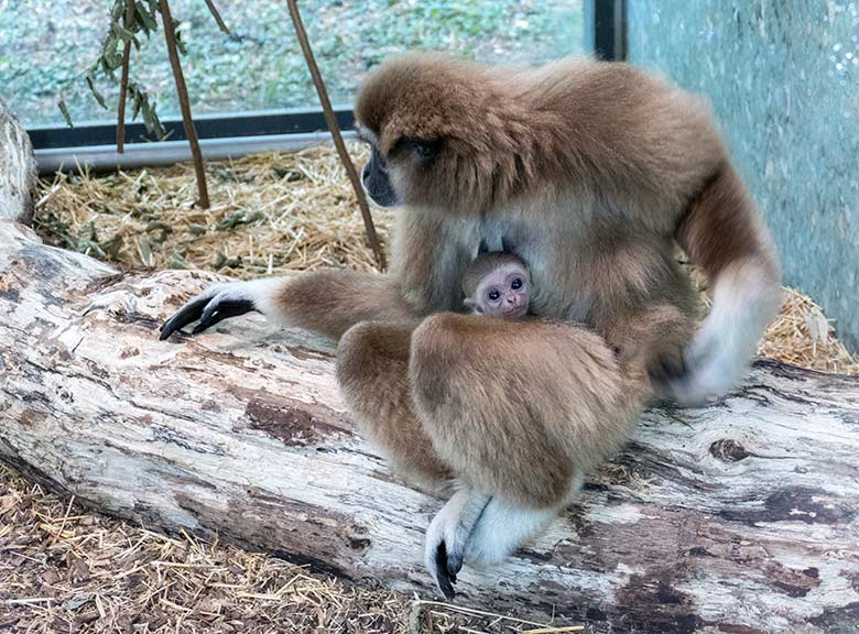 Weißhandgibbon-Weibchen FILOMENA mit Jungtier am 22. August 2020 im Gibbon-Haus am Großen Teich im Zoologischen Garten der Stadt Wuppertal