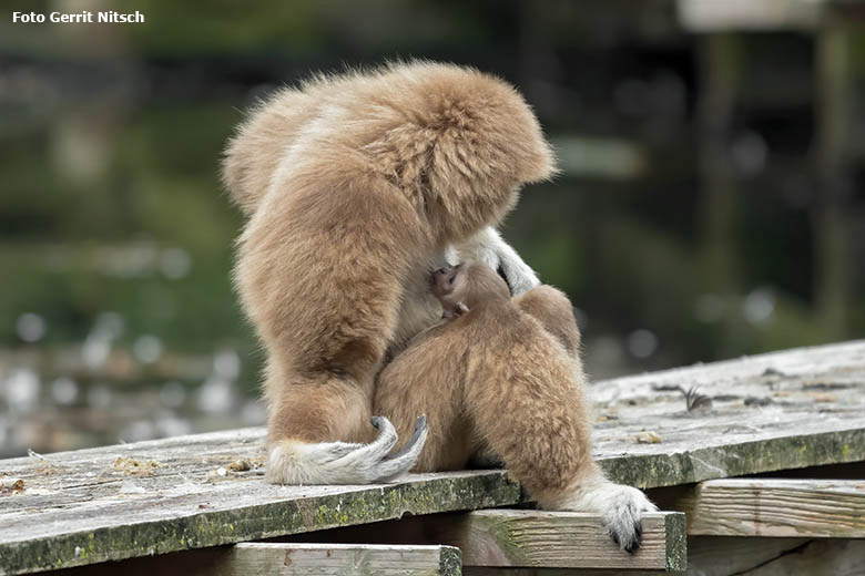 Weißhandgibbon-Weibchen FILOMENA mit Jungtier am 27. August 2020 auf der Außenanlage am Großen Teich im Zoo Wuppertal (Foto Gerrit Nitsch)