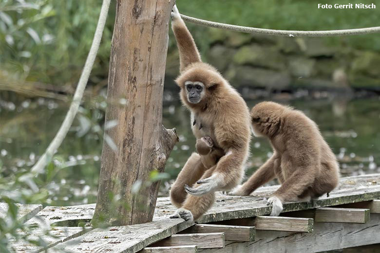 Weißhandgibbon-Weibchen FILOMENA mit Jungtier und Weißhandgibbon-Männchen JUNIOR am 27. August 2020 auf der Außenanlage am Großen Teich im Wuppertaler Zoo (Foto Gerrit Nitsch)