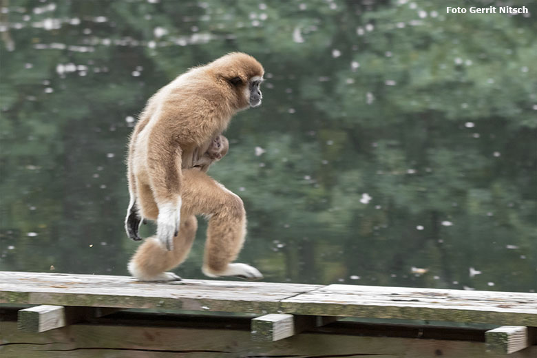 Weißhandgibbon-Weibchen FILOMENA mit Jungtier am 27. August 2020 auf der Außenanlage am Großen Teich im Grünen Zoo Wuppertal (Foto Gerrit Nitsch)