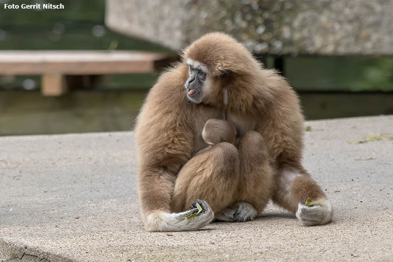 Weißhandgibbon-Weibchen FILOMENA mit Jungtier am 27. August 2020 auf der Außenanlage am Großen Teich im Zoologischen Garten Wuppertal (Foto Gerrit Nitsch)