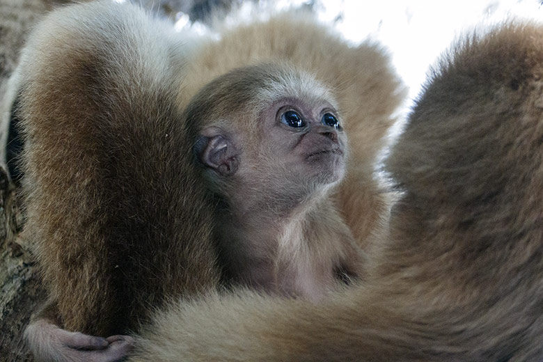 Männliches Weißhandgibbon-Jungtier KHAO mit seiner Mutter FILOMENA am 7. September 2020 im Gibbon-Haus am Großen Teich im Grünen Zoo Wuppertal