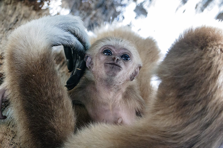 Männliches Weißhandgibbon-Jungtier KHAO mit seiner Mutter FILOMENA am 7. September 2020 im Gibbon-Haus am Großen Teich im Zoologischen Garten der Stadt Wuppertal