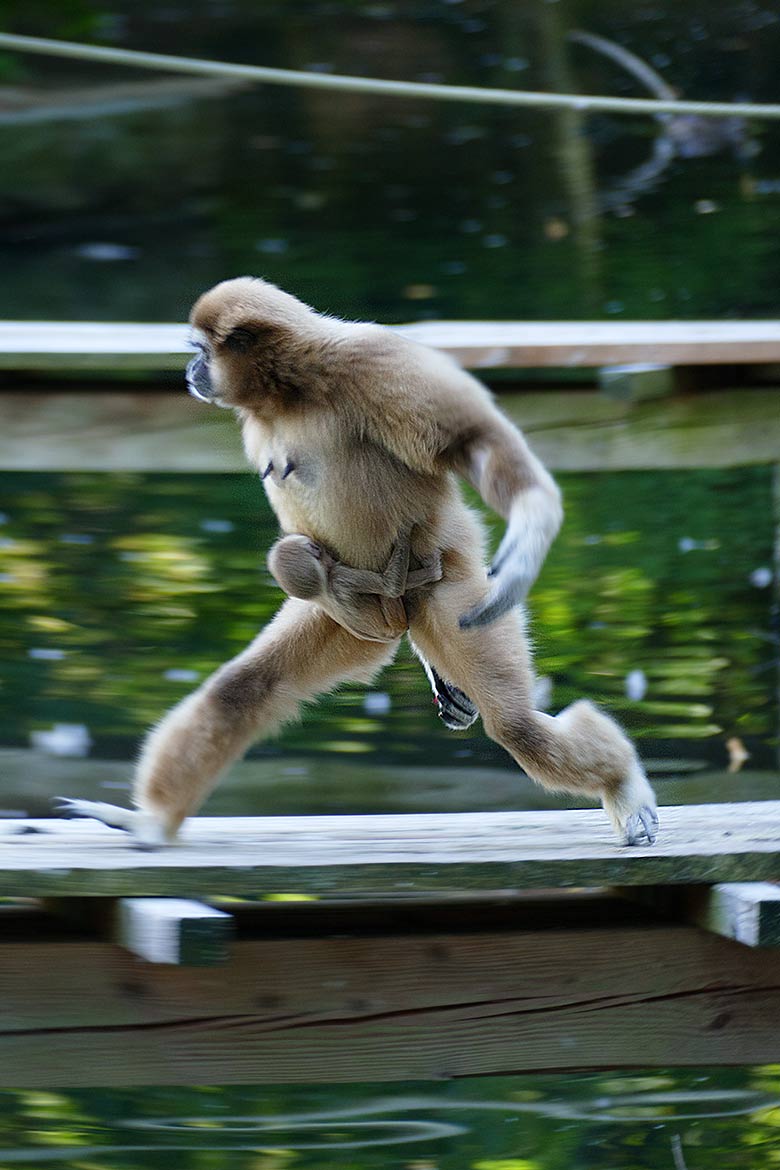 Männliches Weißhandgibbon-Jungtier KHAO mit seiner Mutter FILOMENA am 7. September 2020 auf dem Steg der Außenanlage am Gibbon-Haus am Großen Teich am Großen Teich im Wuppertaler Zoo