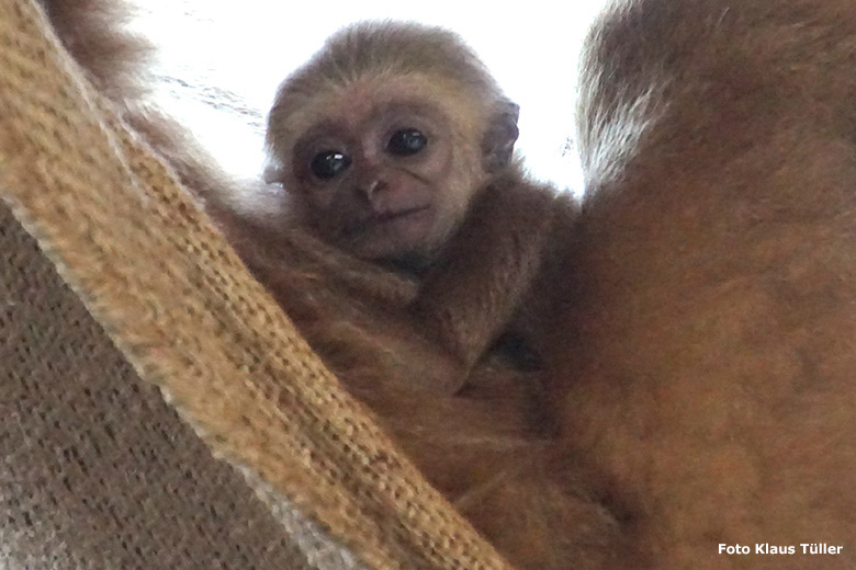 Noch namenloses männliches Weißhandgibbon-Jungtier am 9. September 2020 im Gibbon-Haus im Grünen Zoo Wuppertal (Foto Klaus Tüller)