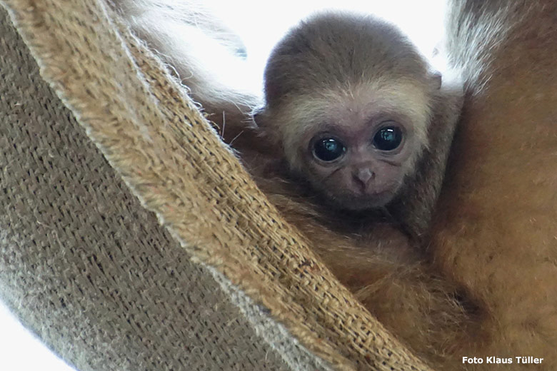 Noch namenloses männliches Weißhandgibbon-Jungtier am 9. September 2020 im Gibbon-Haus im Zoo Wuppertal (Foto Klaus Tüller)