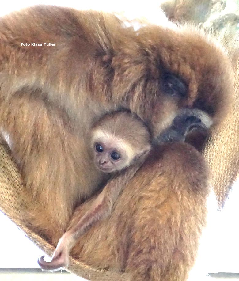 Noch namenloses männliches Weißhandgibbon-Jungtier am 9. September 2020 im Gibbon-Haus im Wuppertaler Zoo (Foto Klaus Tüller)