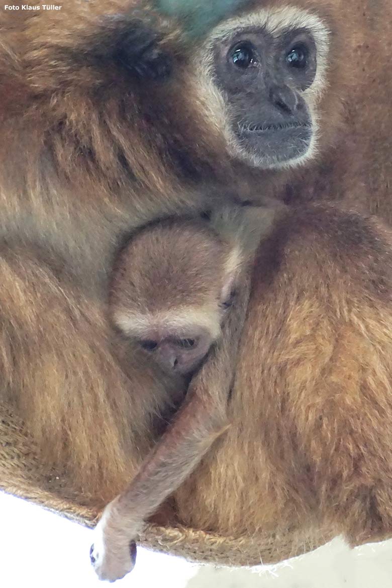 Noch namenloses männliches Weißhandgibbon-Jungtier am 9. September 2020 im Gibbon-Haus im Zoologischen Garten Wuppertal (Foto Klaus Tüller)