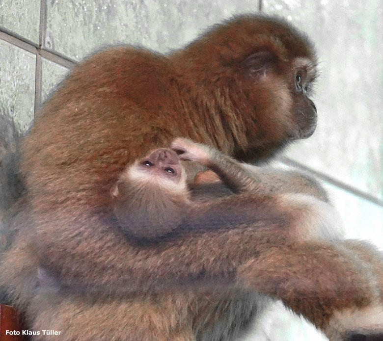 Männliches Weißhandgibbon-Jungtier KHAO mit seiner Mutter FILOMENA am 18. September 2020 im Gibbon-Haus am Großen Teich im Grünen Zoo Wuppertal (Foto Klaus Tüller)