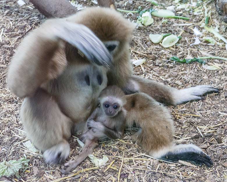 Weißhandgibbon-Weibchen FILOMENA mit Jungtier KHAO am 23. September 2020 im Grünen Zoo Wuppertal