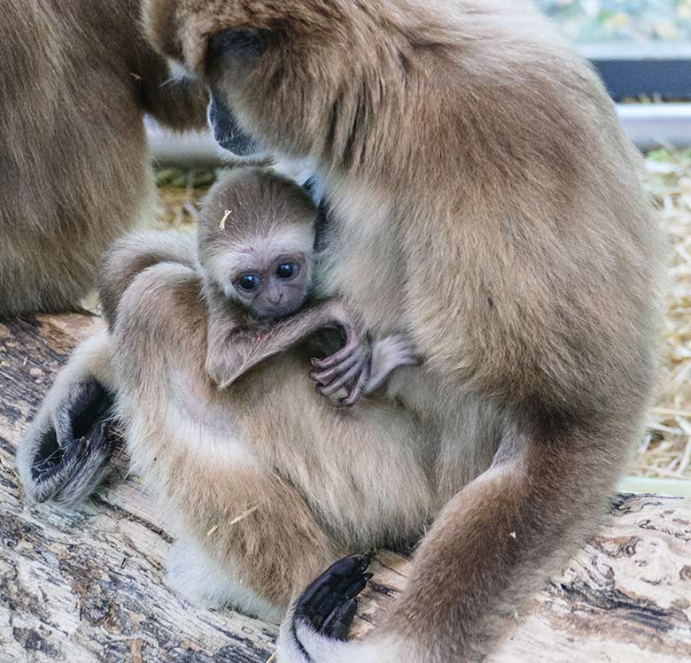 Weißhandgibbon-Weibchen FILOMENA mit Jungtier KHAO am 23. September 2020 im Zoologischen Garten der Stadt Wuppertal