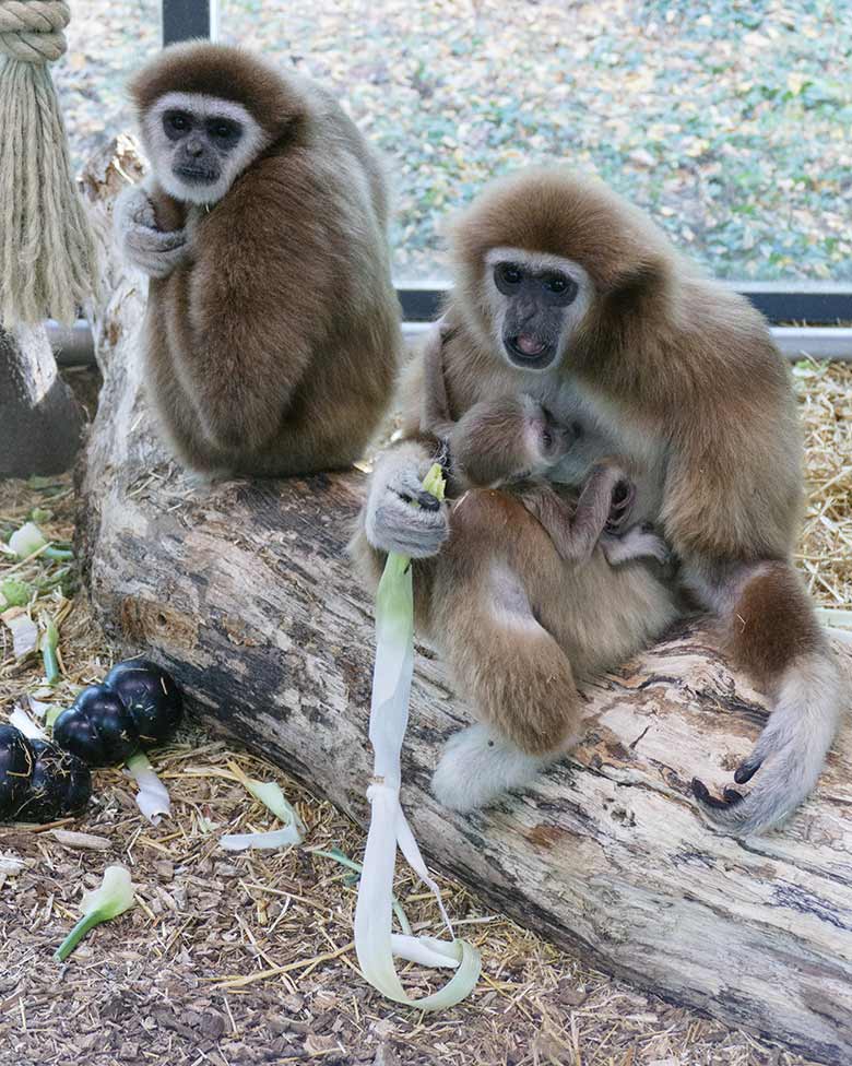 Weißhandgibbon-Männchen JUNIOR und Weibchen FILOMENA mit Jungtier KHAO am 23. September 2020 im Zoo Wuppertal