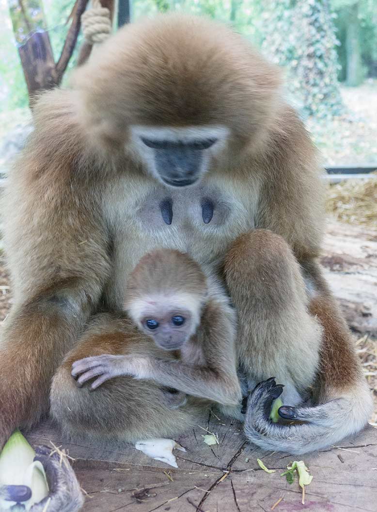 Weißhandgibbon-Weibchen FILOMENA mit Jungtier KHAO am 23. September 2020 im Wuppertaler Zoo