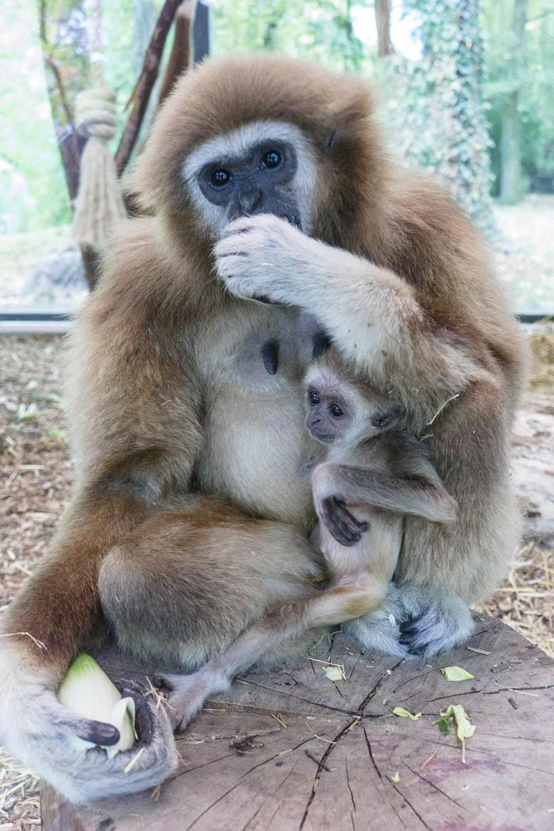 Weißhandgibbon-Weibchen FILOMENA mit Jungtier KHAO am 23. September 2020 im Grünen Zoo Wuppertal