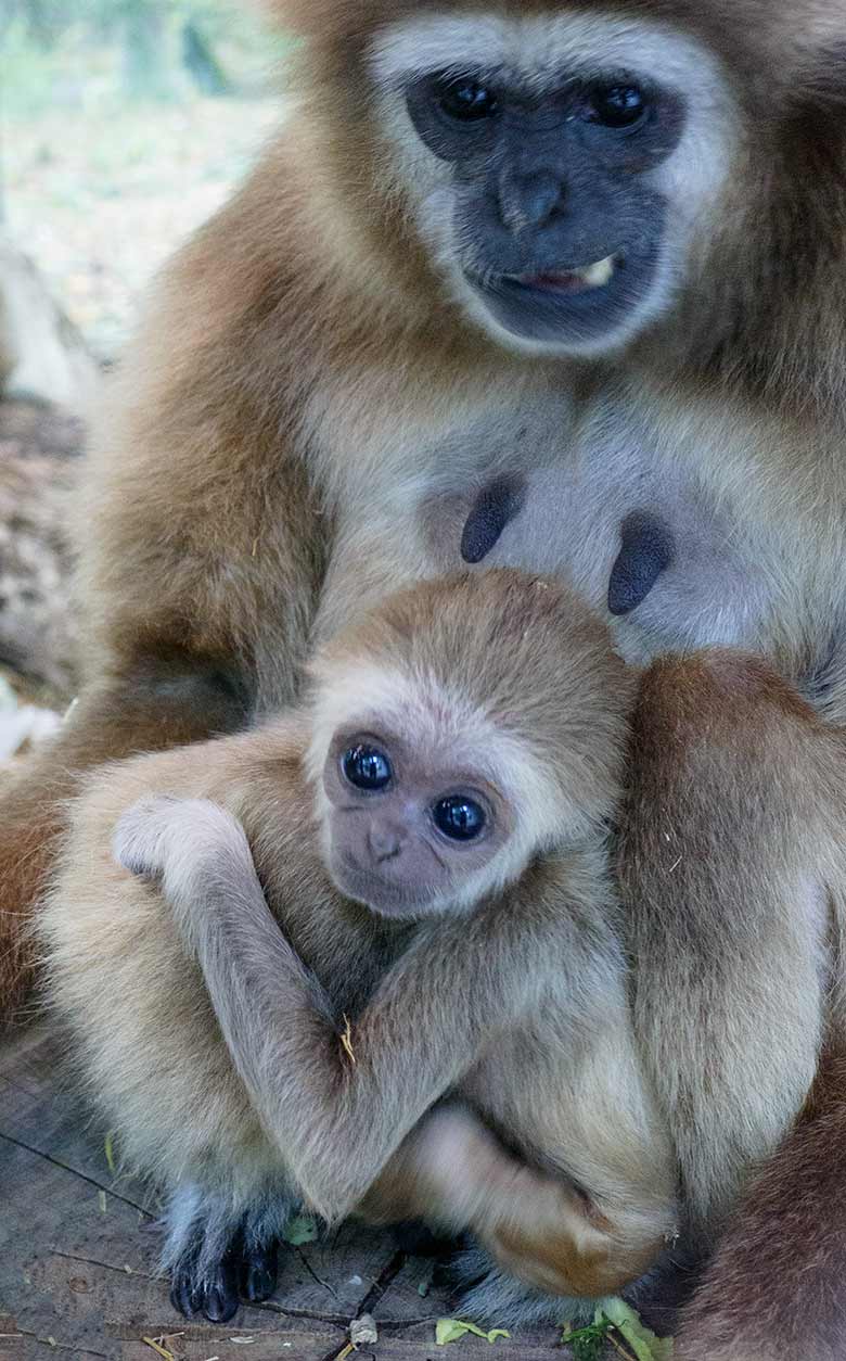 Weißhandgibbon-Weibchen FILOMENA mit Jungtier KHAO am 23. September 2020 im Zoo Wuppertal