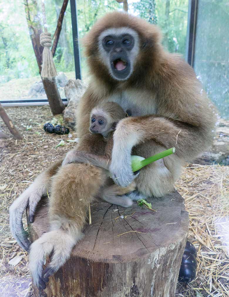 Weißhandgibbon-Weibchen FILOMENA mit Jungtier KHAO am 23. September 2020 im Wuppertaler Zoo