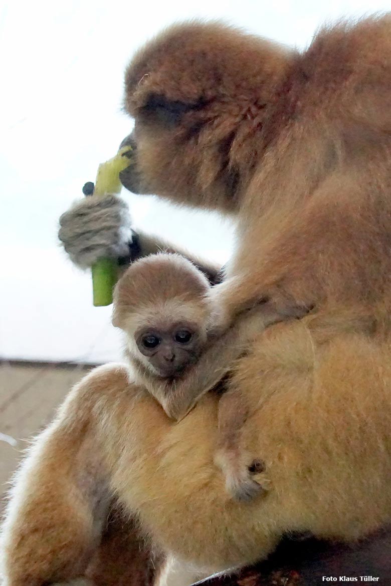 Weißhandgibbon-Weibchen FILOMENA mit Jungtier KHAO am 30. September 2020 im Gibbon-Haus im Zoologischen Garten Wuppertal (Foto Klaus Tüller)