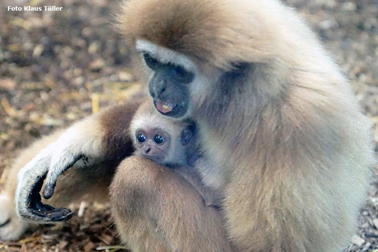 Weißhandgibbon-Weibchen FILOMENA mit Jungtier KHAO am 30. September 2020 im Gibbon-Haus im Grünen Zoo Wuppertal (Foto Klaus Tüller)